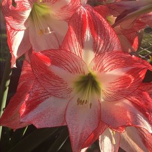 Meet your Posher, Anakaren